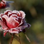 Icy rose