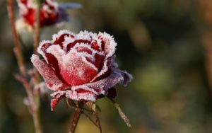 Icy rose